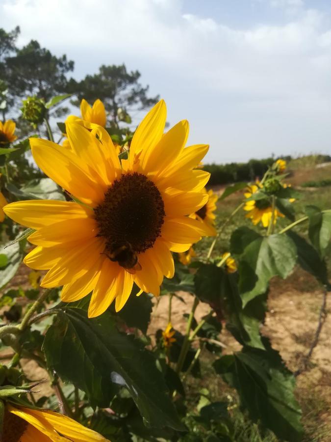 Vila Lira Aljezur Exteriér fotografie